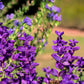 50 BLUE Monday CLARY SAGE Salvia Viridis Horminum Herb Flower Seeds