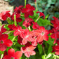 100 Red CRIMSON KING NICOTIANA (Ornamental Flowering Tobacco) Nicotiana Affinis Flower Seeds