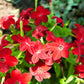 100 Heirloom MIXED COLORS NICOTIANA (Ornamental Flowering Tobacco) Nicotiana Alata Flower Seeds