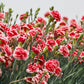 100 Mixed CARNATION / DOUBLE DIANTHUS Chinensis Flower Seeds