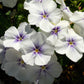 100 Mixed Colors DRUMMOND PHLOX MIX Pink, Red, White, Purple Phlox Drummondii Flower Seeds