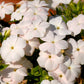 100 PHLOX OF SHEEP Pastel Mix Phlox Drummondii Multicolor Flower Seeds