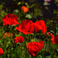2000 MIXED Colors SHIRLEY POPPY ( aka Corn / Field / Flanders ) Papaver Rhoeas Flower Seeds
