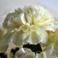 50 WHITE CARNATION Dianthus Caryophyllus Grenadin Flower Seeds