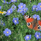 100 BLUE FLAX (Prairie Flax / Lewis Blue Flax) Linum Perenne Lewisii Flower Seeds