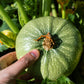 50 ROUND ZUCCHINI Summer SQUASH Cucurbita Pepo Vegetable Seeds