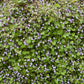 100 KENILWORTH IVY (Ivy-Leaved Toadflax) Cymbalaria Muralis Vine Flower Seeds
