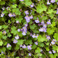 100 KENILWORTH IVY (Ivy-Leaved Toadflax) Cymbalaria Muralis Vine Flower Seeds