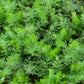 400 CARAWAY Carum Carvi HERB Flower Seeds