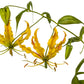 10 YELLOW GLORIOSA LILY Flame Lily Gloriosa Lutea Flower Vine Seeds