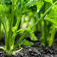 2000 CUTTING LEAF CELERY Apium Graveolens Soup Vegetable Herb Seeds