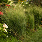 1000 SWITCHGRASS Tall Panic Switch Grass Panicum Virgatum Red Flower Seeds