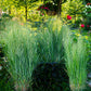 30 Violet PANIC GRASS Panicum Miliaceum Violaceum Ornamental Purple Millet Seeds