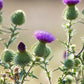 100 ORGANIC Blessed MILK THISTLE Silybum Marianum Hummingbird Purple Flower Seeds