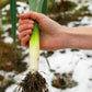 800 AMERICAN FLAG LEEK (Large Leek) Allium Porrum Vegetable Seeds