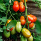 500 ITALIAN ROMA TOMATO Lycopersicon Lycopersicum Fruit Vegetable Seeds