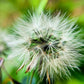 25 PAPALO Yerba Porosa, Summer Cilantro, Bolivian Coriander, Porophyllum Ruderale Culinary Herb Seeds