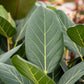 50 BANYAN / BANYAN FIG TREE East Indian Ficus Benghalensis Aerial Root Houseplant Seeds