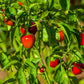 100 SWEET CHERRY PEPPER Red Chili Capsicum Annuum Vegetable Seeds