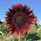 25 CHOCOLATE CHERRY SUNFLOWER Helianthus Annuus Red & Brown Flower Seeds