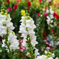 250 WHITE SNOWFLAKE SNAPDRAGON Antirrhinum Majus Flower Seeds