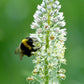 200 WHITE MIGNONETTE Reseda Alba Very FRAGRANT Flower Seeds