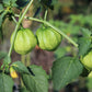 50 PINEAPPLE TOMATILLO Yellow Ground Cherry Physalis Ixocarpa Fruit Vine Seeds