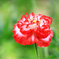 1000 Mixed Colors DOUBLE SHIRLEY POPPY Papaver Rhoeas Flower Seeds