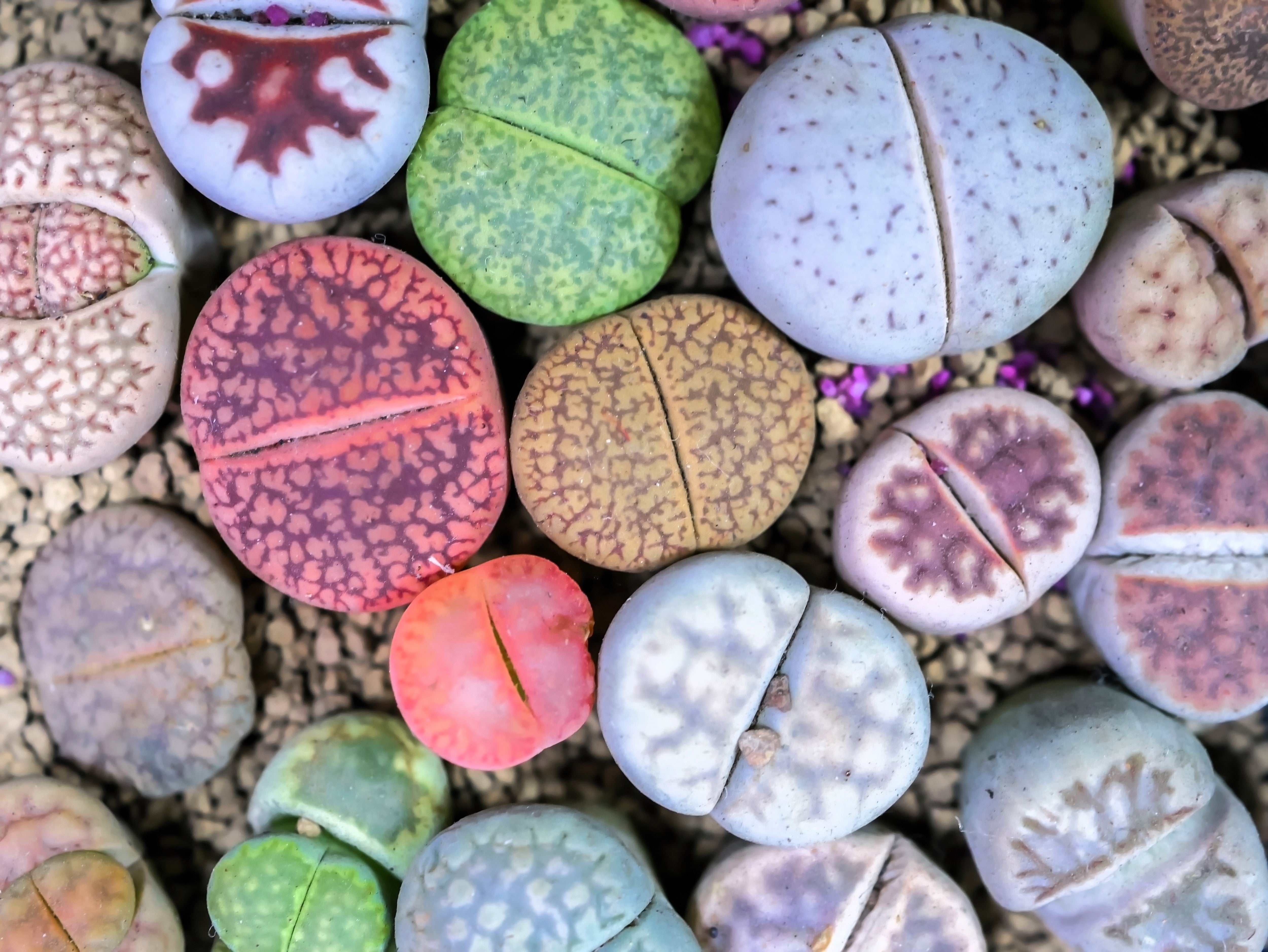 10 LIVING STONE / LITHOPS Mixed Colors Pebble Houseplant Flower Seeds ...