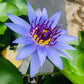10 BLUE WATER LILY / Lily Pad / Asian Water Lotus / Sacred Egyptian Lotus Nymphaea Caerulea Flower Seeds