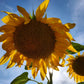 50 SKYSCRAPER SUNFLOWER Helianthus Annuus Flower Seeds