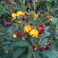 30 PIGEON PEA Dhal Gungo Puerto Rico Bean Cajanus Cajan Vegetable Seeds