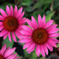 1000 Bulk BRIGHT STAR CONEFLOWER Echinacea Purpurea Lavender Bright Rose Pink Flower Seeds