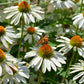 50 WHITE CONEFLOWER Echinacea Purpurea Flower Seeds