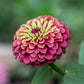 20 Organic QUEENY LIME MIX ZINNIA Elegans Mixed Colors Red Orange Yellow Pink Green Queen Flower Seeds
