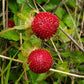 50 Red Indian TUTTIFRUTTI STRAWBERRY Duchesnea Indica Flower Berry Fruit Seed