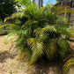 5 BAMBOO PALM Chamaedorea Seifrizii Reed or Parlor Palm Tree Sun Shade Houseplant Seeds