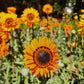 50 ORANGE PRINCE Cape DAISY Monarch of the Veldt Venidium Fastuosum Flower Seeds