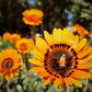 50 ORANGE PRINCE Cape DAISY Monarch of the Veldt Venidium Fastuosum Flower Seeds
