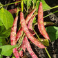 50 CRANBERRY BEAN French Horticulture Borlotti Roman Phaseolus Vegetable Seeds