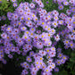 50 Blue RICE BUTTON ASTER Dumosus Flower Seeds