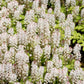 20 SUGAR SCOOP FOAMFLOWER White Tiarella Trifoliata Laceflower Flower Seeds