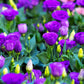 20 Mixed Colors LISIANTHUS Eustoma Grandiflorum Bluebell Gentian Flower Seeds