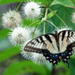 50 BUTTONBUSH / HONEYBALL Cephalanthus Occidentalis White Hummingbird Flower Bush Shrub Seeds