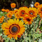 50 ORANGE PRINCE Cape DAISY Monarch of the Veldt Venidium Fastuosum Flower Seeds