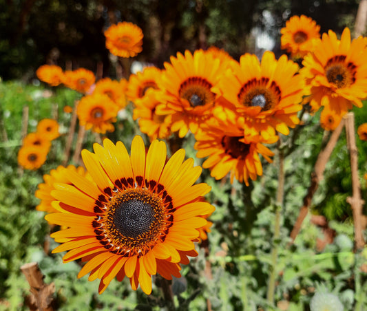 50 ORANGE PRINCE Cape DAISY Monarch of the Veldt Venidium Fastuosum Flower Seeds