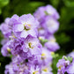 50 BLUE STOCK Matthiola Incana Ten-Week Gillyflower Seeds