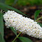 50 WHITE BUTTERFLY BUSH Buddleja Davidii Flower Seeds