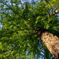 25 EUROPEAN LARCH TREE Pine Pinetree Evergreen Larix Decidua Seeds