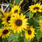 30 INCREDIBLE DWARF SUNFLOWER Helianthus Annuus Flower Seeds